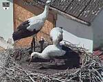 Capi_Dubne_20250719_134002.jpg