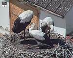 Capi_Dubne_20250719_134503.jpg