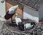 Capi_Dubne_20250719_135003.jpg