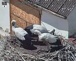 Capi_Dubne_20250719_140002.jpg