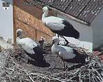 Capi_Dubne_20250719_140503.jpg