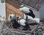 Capi_Dubne_20250719_141002.jpg