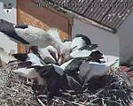 Capi_Dubne_20250719_141502.jpg