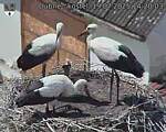 Capi_Dubne_20250719_142003.jpg
