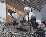 Capi_Dubne_20250719_142502.jpg