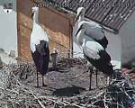 Capi_Dubne_20250719_143003.jpg