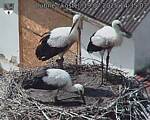Capi_Dubne_20250719_143503.jpg