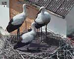 Capi_Dubne_20250719_144003.jpg