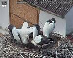 Capi_Dubne_20250719_145003.jpg