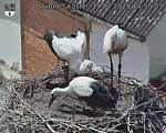 Capi_Dubne_20250719_145503.jpg