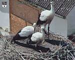 Capi_Dubne_20250719_150503.jpg
