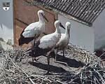 Capi_Dubne_20250719_152004.jpg