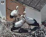 Capi_Dubne_20250719_153003.jpg