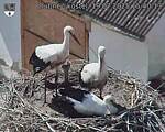 Capi_Dubne_20250719_154013.jpg