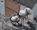 Capi_Dubne_20250719_162003.jpg