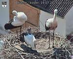Capi_Dubne_20250719_171502.jpg