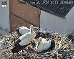 Capi_Dubne_20250719_180003.jpg