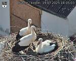 Capi_Dubne_20250719_180503.jpg