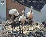 Capi_Dubne_20250719_182503.jpg
