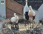 Capi_Dubne_20250719_185004.jpg