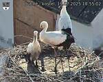 Capi_Dubne_20250719_185502.jpg