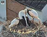 Capi_Dubne_20250719_194504.jpg