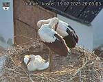 Capi_Dubne_20250719_200503.jpg