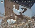 Capi_Dubne_20250719_201004.jpg