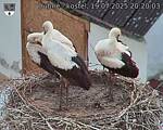 Capi_Dubne_20250719_202003.jpg