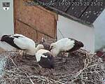 Capi_Dubne_20250719_202502.jpg
