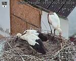 Capi_Dubne_20250719_203004.jpg