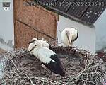 Capi_Dubne_20250719_203503.jpg