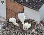 Capi_Dubne_20250719_204003.jpg