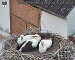 Capi_Dubne_20250719_205503.jpg