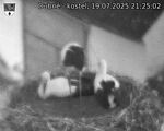 Capi_Dubne_20250719_212502.jpg
