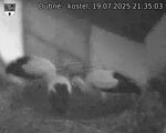 Capi_Dubne_20250719_213503.jpg