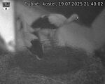 Capi_Dubne_20250719_214002.jpg