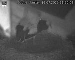 Capi_Dubne_20250719_215003.jpg