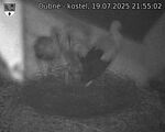 Capi_Dubne_20250719_215502.jpg