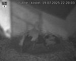 Capi_Dubne_20250719_222003.jpg