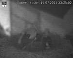 Capi_Dubne_20250719_222502.jpg