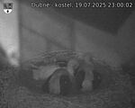 Capi_Dubne_20250719_230002.jpg