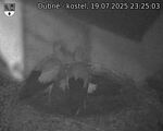 Capi_Dubne_20250719_232503.jpg
