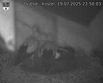 Capi_Dubne_20250719_235003.jpg
