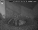 Capi_Dubne_20250720_001002.jpg