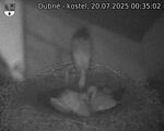 Capi_Dubne_20250720_003502.jpg