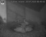 Capi_Dubne_20250720_004502.jpg