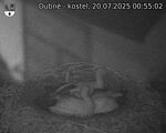 Capi_Dubne_20250720_005502.jpg