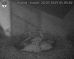 Capi_Dubne_20250720_010502.jpg