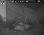 Capi_Dubne_20250720_011002.jpg